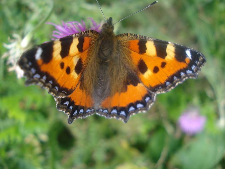 Aglais urticae (Pejo, TN)